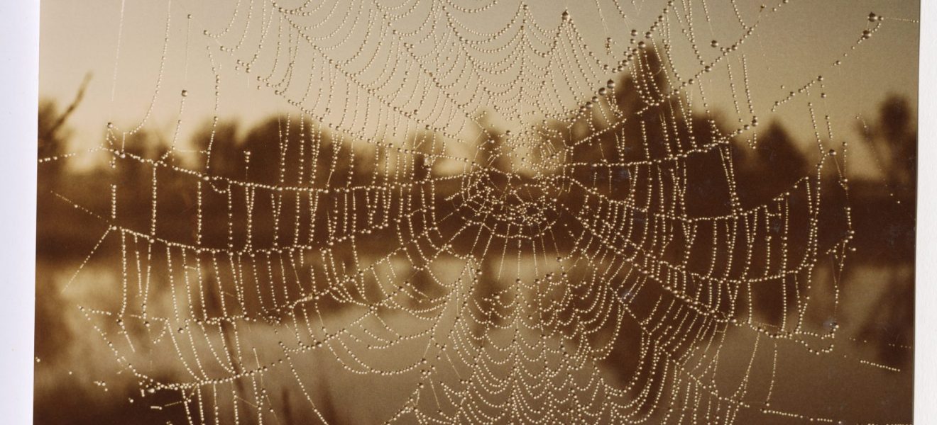 Spinnennetz (Foto: Otto Lapann, Bildarchiv der Ostfriesischen Landschaft)