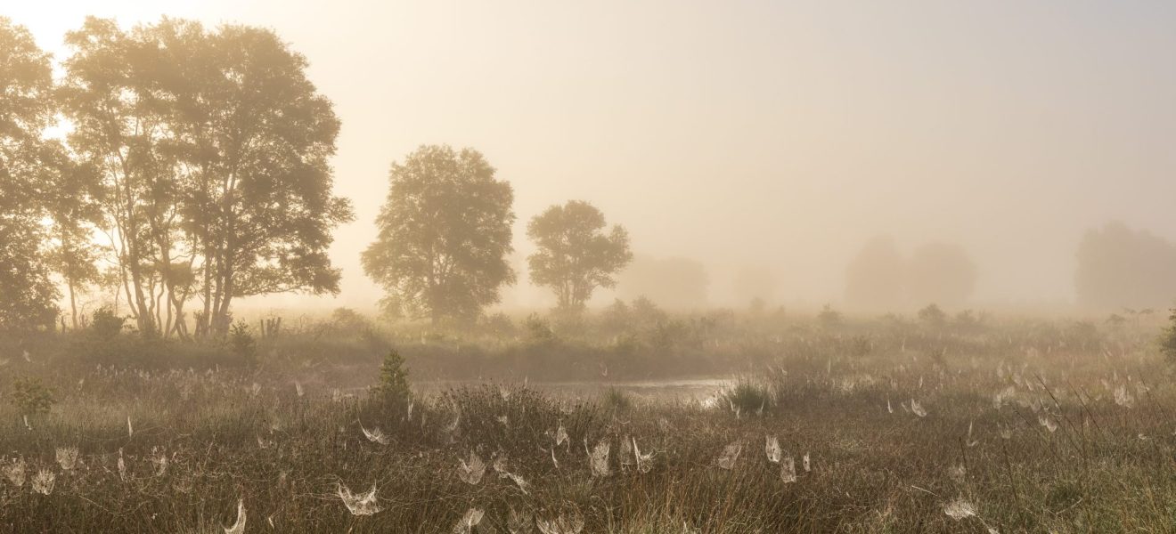 Naturschutzgebiet Ewiges Meer Und Umgebungmsu 2021 32