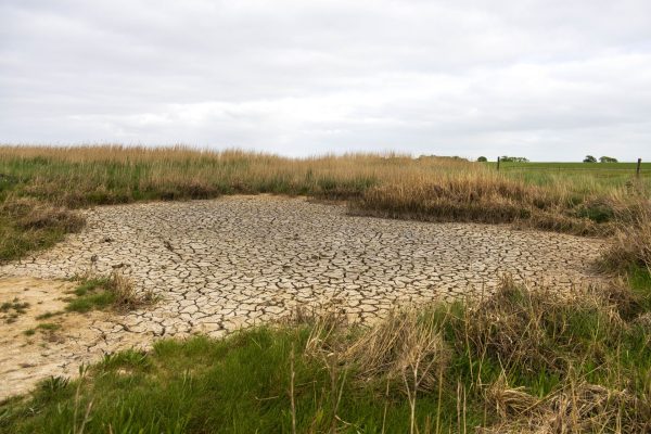Langwarder groden 2025 msu 8473
