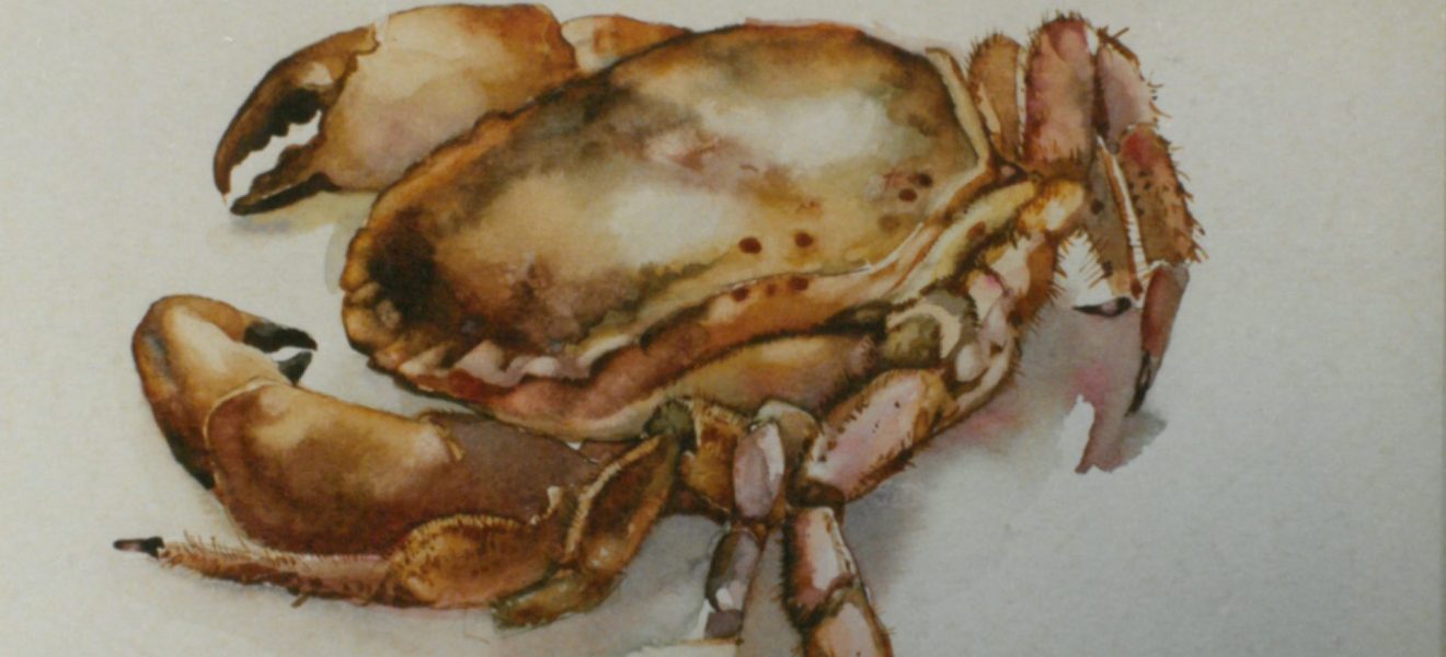 „Krebs“, Herbert Gentzsch o.J., Aquarell auf Papier, 21,5 cm x 27,3 cm, OLA 70267